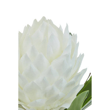 White Tropical Plant in Black Pot | Fiori