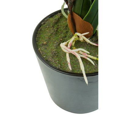 White Tropical Plant in Black Pot | Fiori