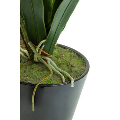 White Tropical Plant in Black Pot | Fiori