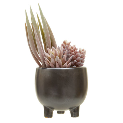 Mixed Succulents in Ceramic Pot | Fiori