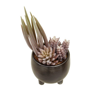 Mixed Succulents in Ceramic Pot | Fiori