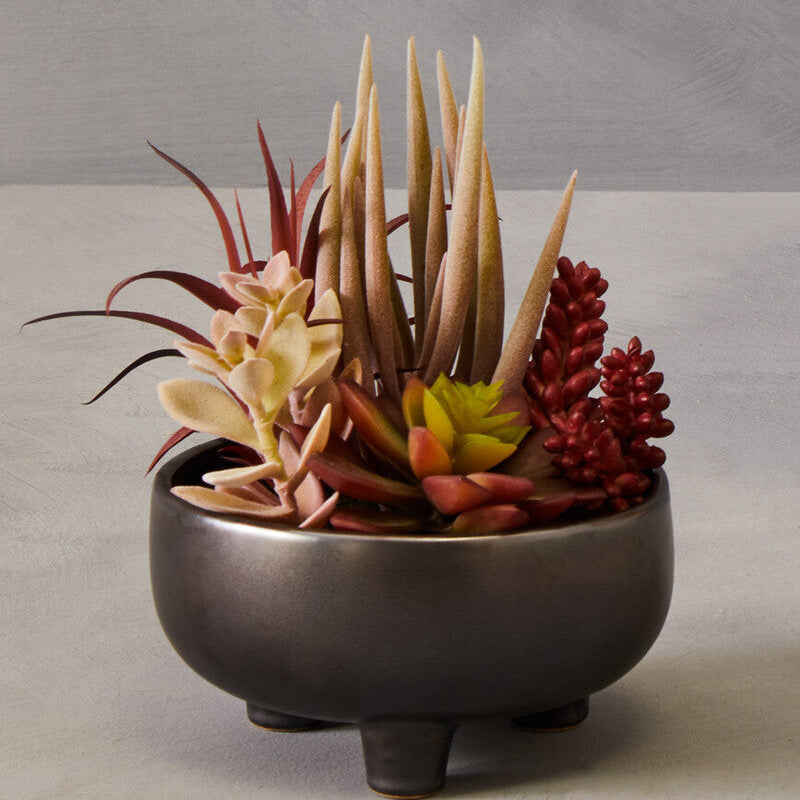 Mixed Succulents in Grey Ceramic Pot | Fiori