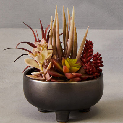 Mixed Succulents in Grey Ceramic Pot | Fiori