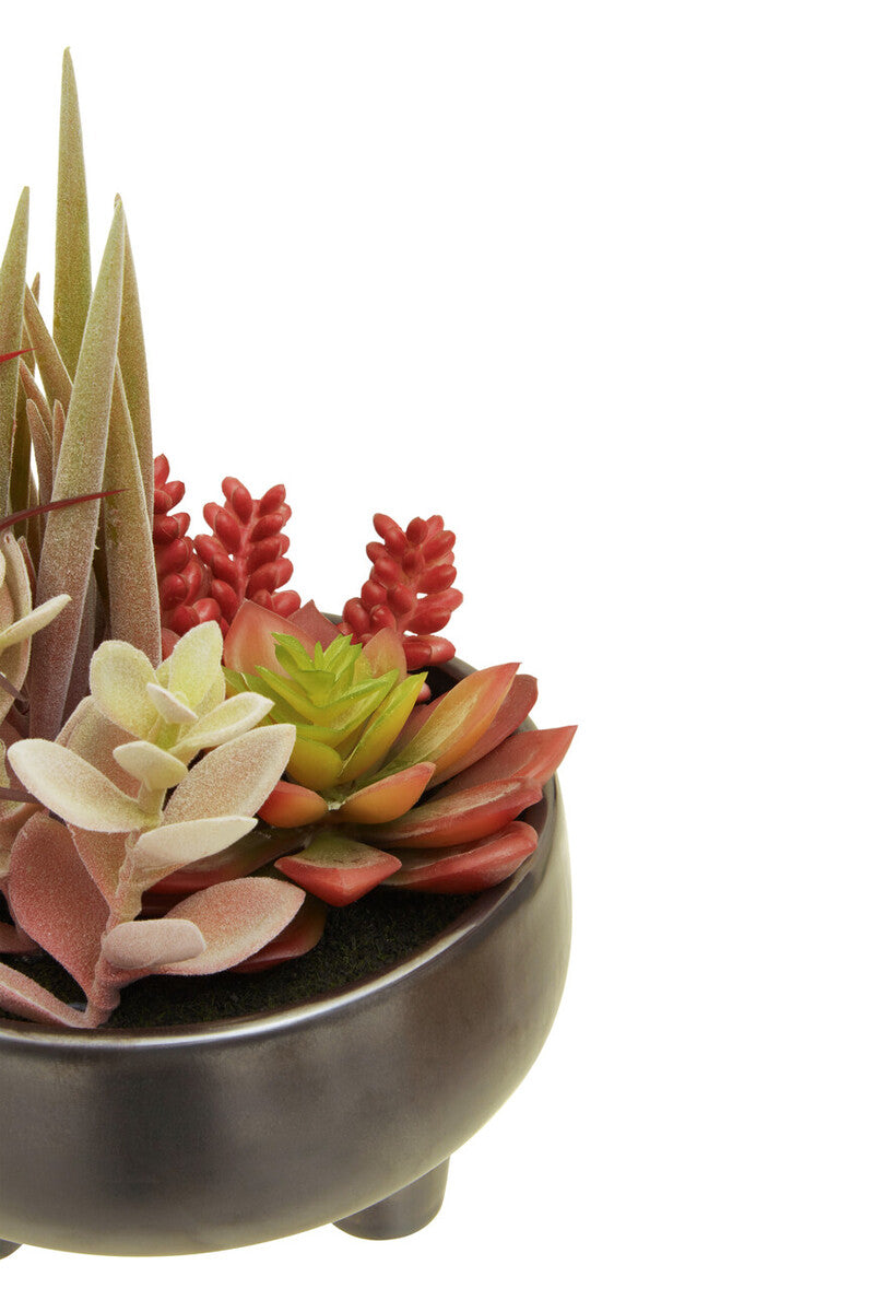 Mixed Succulents in Grey Ceramic Pot | Fiori