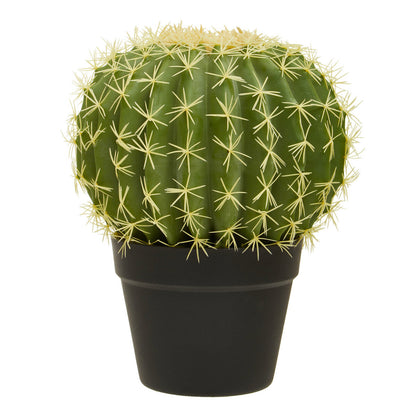 Round Cactus in Pot | Fiori