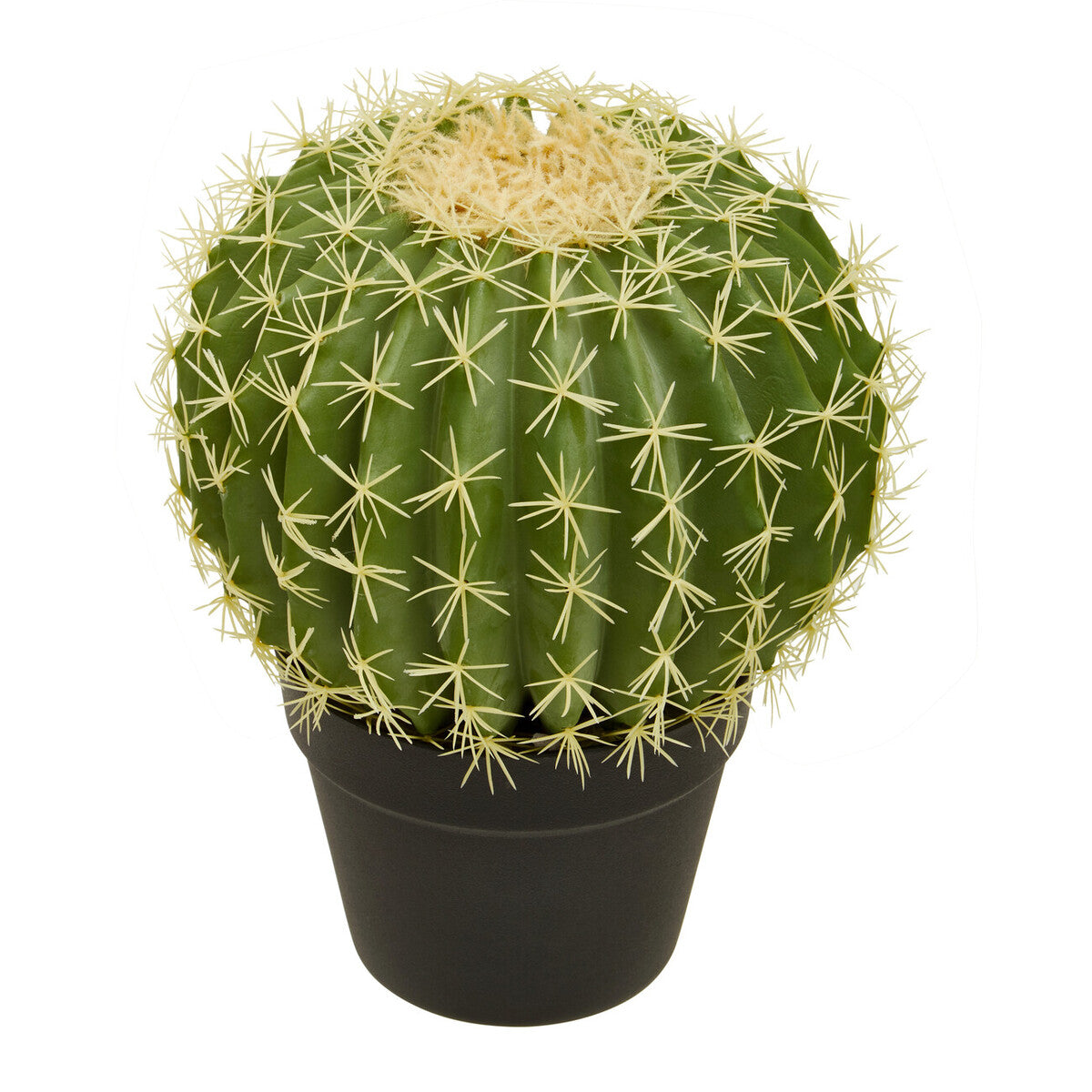 Round Cactus in Pot | Fiori