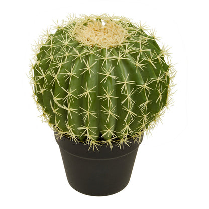 Round Cactus in Pot | Fiori