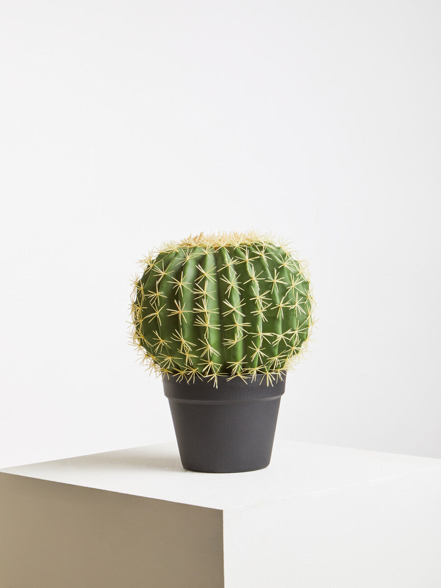 Round Cactus in Pot | Fiori