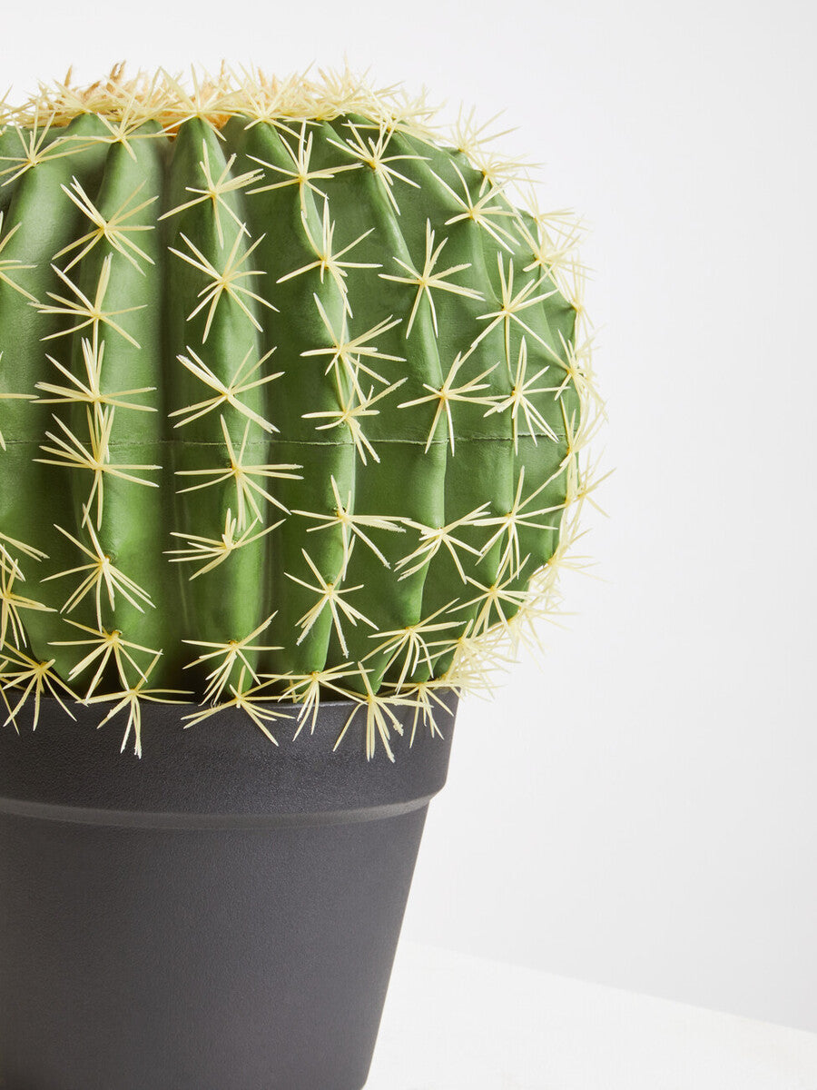 Round Cactus in Pot | Fiori