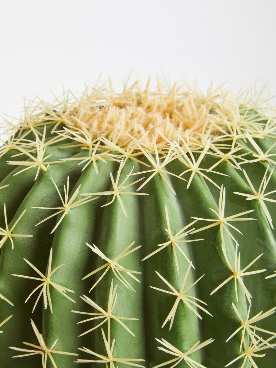 Round Cactus in Pot | Fiori
