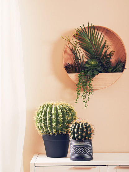 Round Cactus in Pot | Fiori