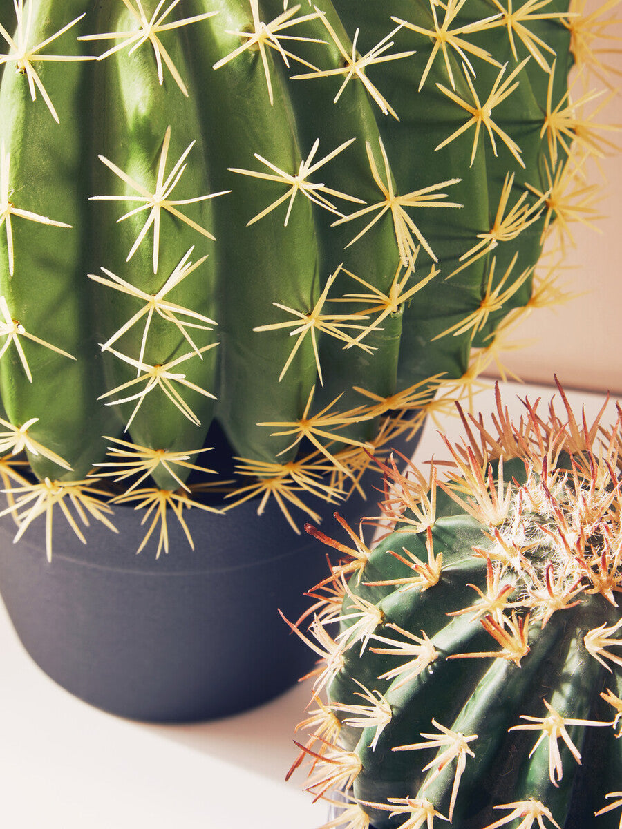 Round Cactus in Pot | Fiori