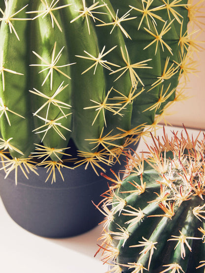 Round Cactus in Pot | Fiori