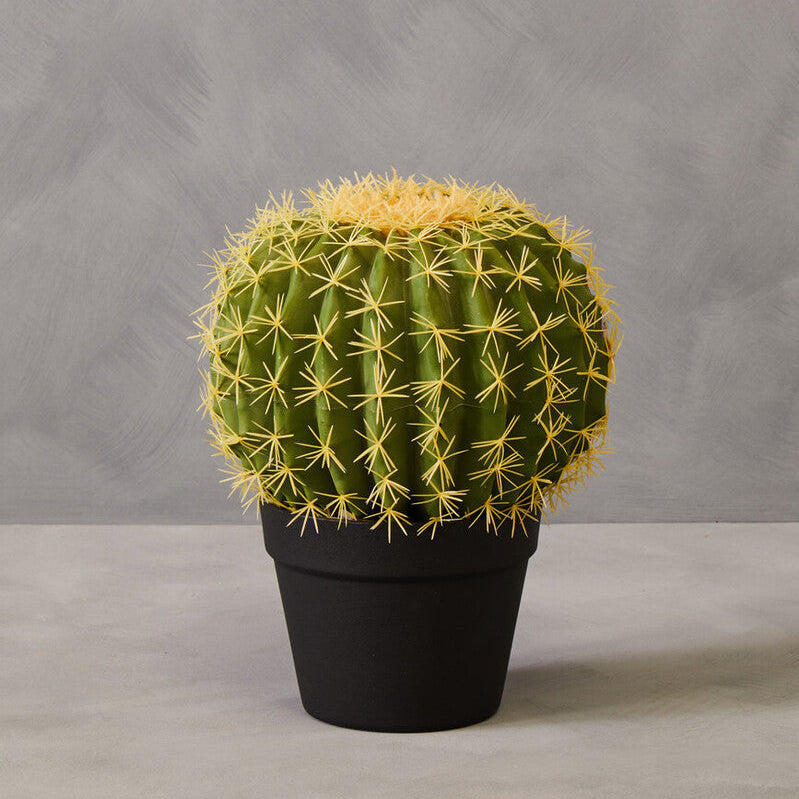 Round Cactus in Pot | Fiori