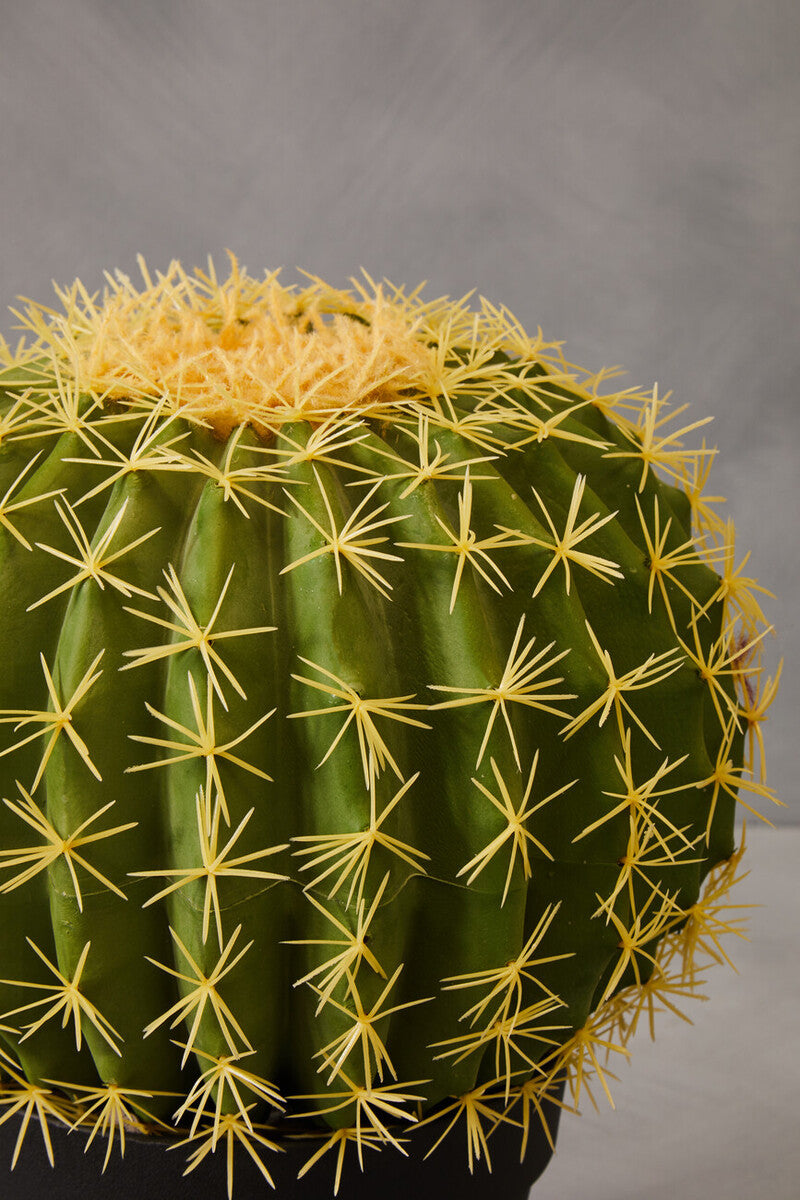 Round Cactus in Pot | Fiori