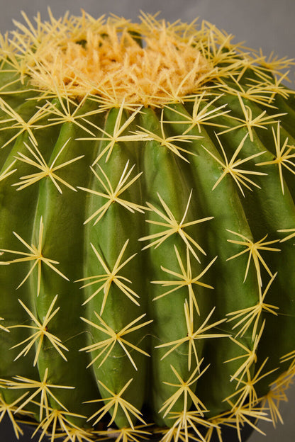 Round Cactus in Pot | Fiori