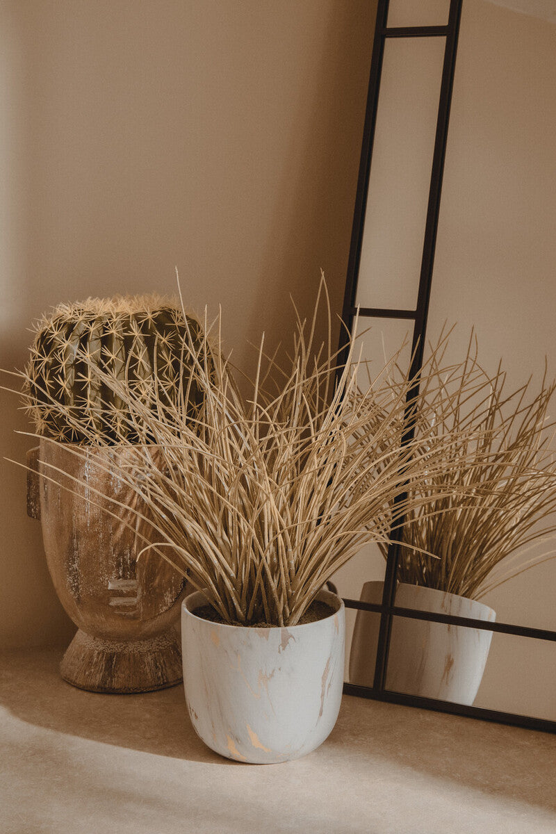 Round Cactus in Pot | Fiori