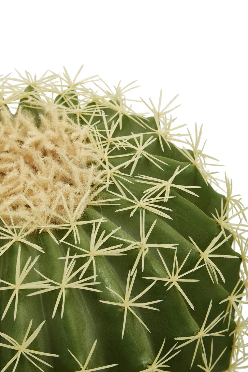 Round Cactus in Pot | Fiori