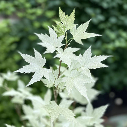 3013191_Closeup_04_SQ_MJ_b25c9a73-cdb8-4d04-8afa-551d8d3c79c9