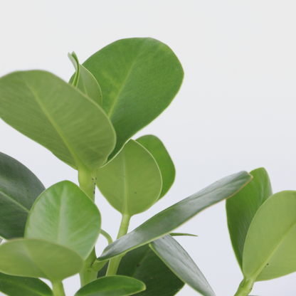 Autograph Tree Clusia Rosea Princess Plant - Height 25-35cm