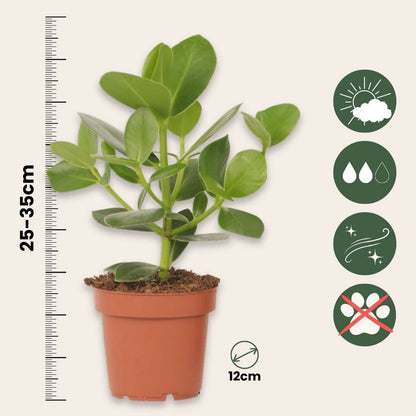 Autograph Tree Clusia Rosea Princess Plant - Height 25-35cm