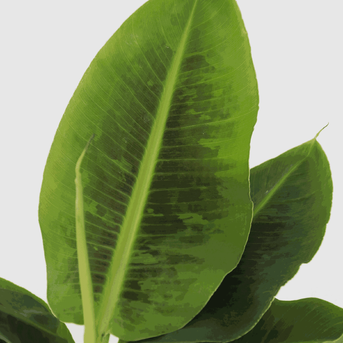 3110121_Closeup_10_SQ_ab53e7cd-463c-4e97-a69a-f1ea6417a311