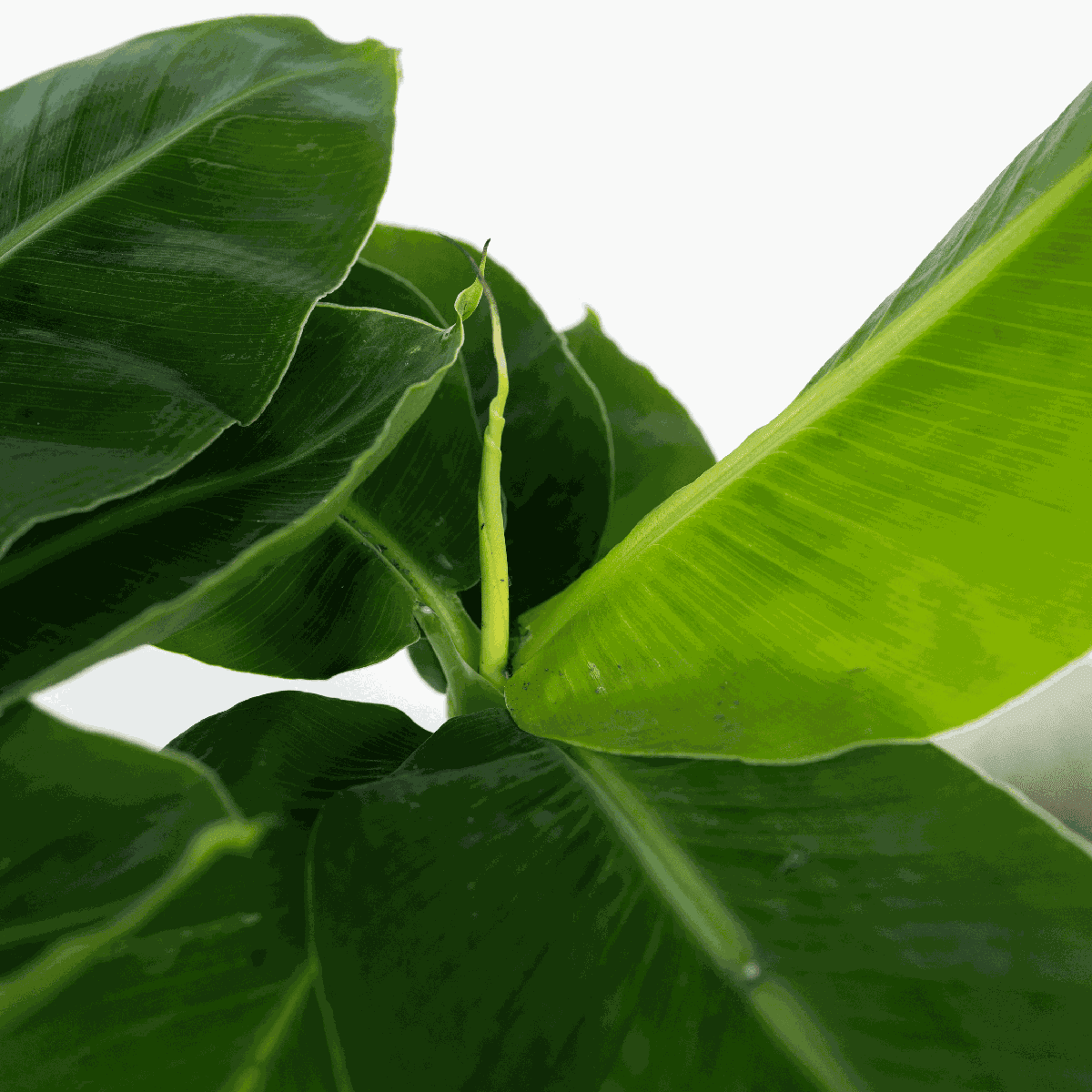 3110121_Closeup_20_SQ_b375adb6-0baa-42ed-9e23-d090c7ef7566