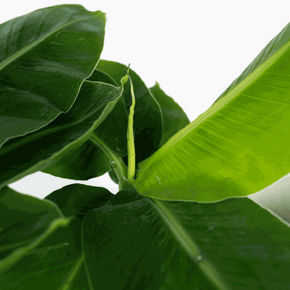 3110121_Closeup_20_SQ_b375adb6-0baa-42ed-9e23-d090c7ef7566