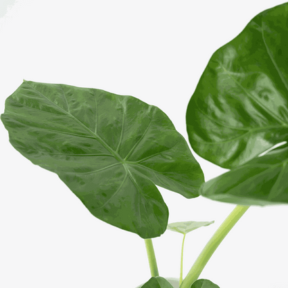 Alocasia Macrorrhizos Elephant's Ear Houseplant - Height 60-70cm