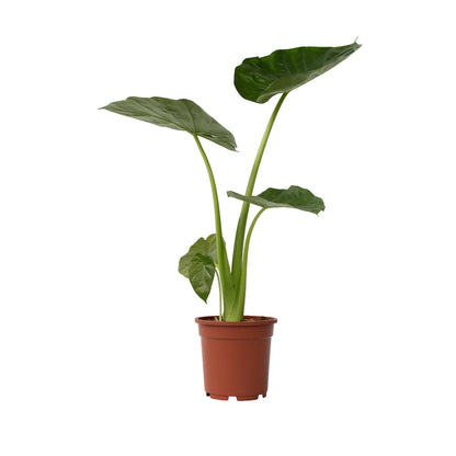 Alocasia Macrorrhizos Elephant's Ear Houseplant - Height 60-70cm