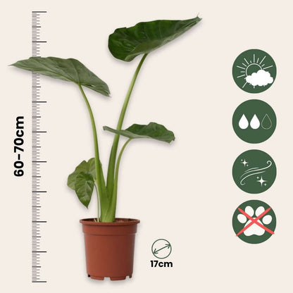 Alocasia Macrorrhizos Elephant's Ear Houseplant - Height 60-70cm