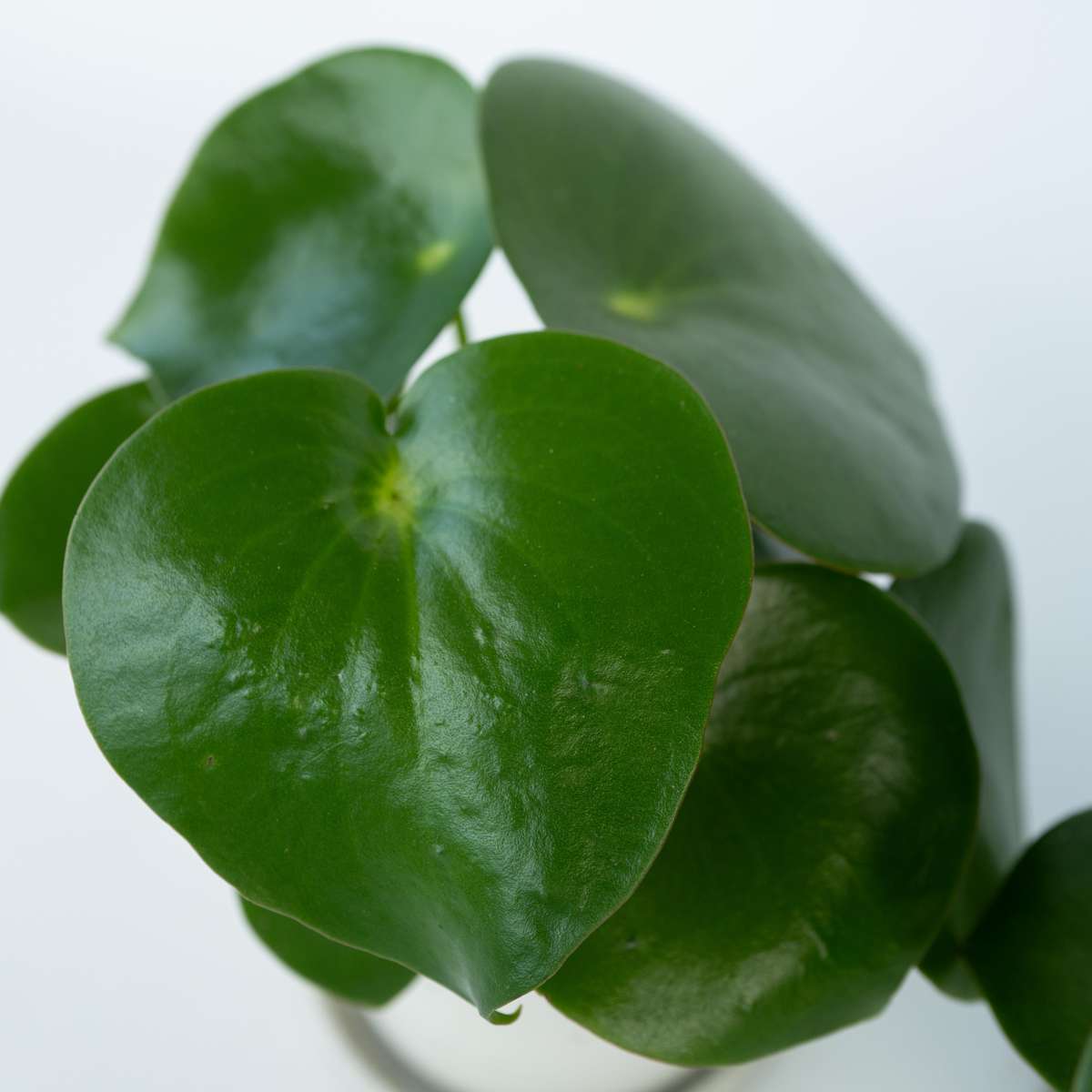 Peperomia Polybotrya 'Raindrop' Chinese Money Plant - Height 20-30cm