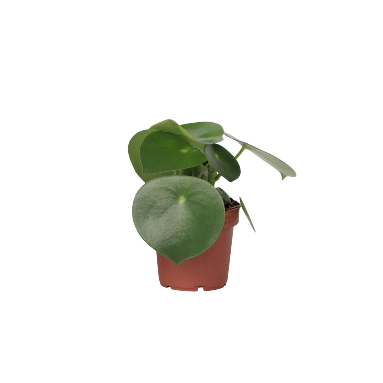 Peperomia Polybotrya 'Raindrop' Chinese Money Plant - Height 20-30cm