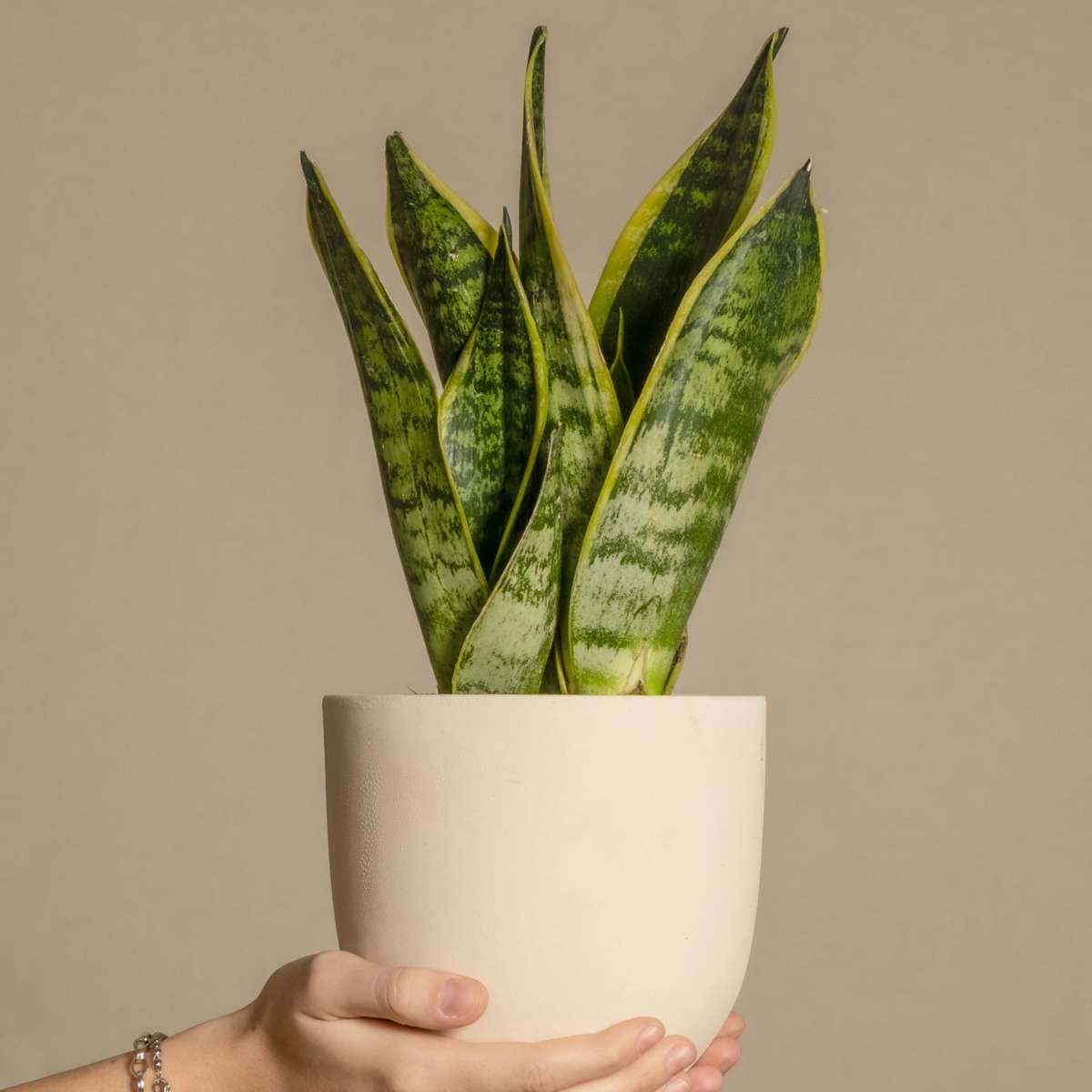 Sanseviera Futura Superba Snake plant - Height 35-40cm