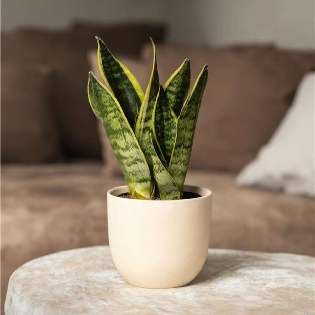 Sanseviera Futura Superba Snake plant - Height 35-40cm