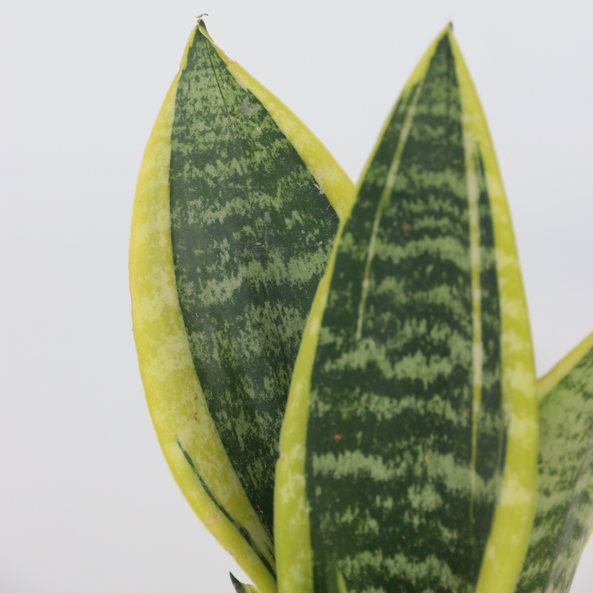 Sanseviera Futura Superba Snake plant - Height 35-40cm