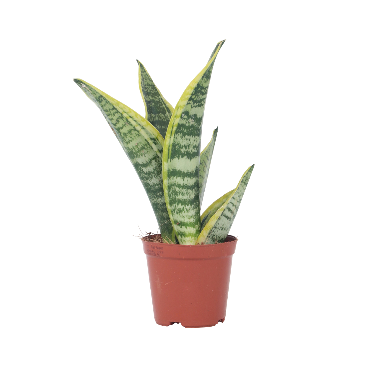 Sanseviera Futura Superba Snake plant - Height 35-40cm