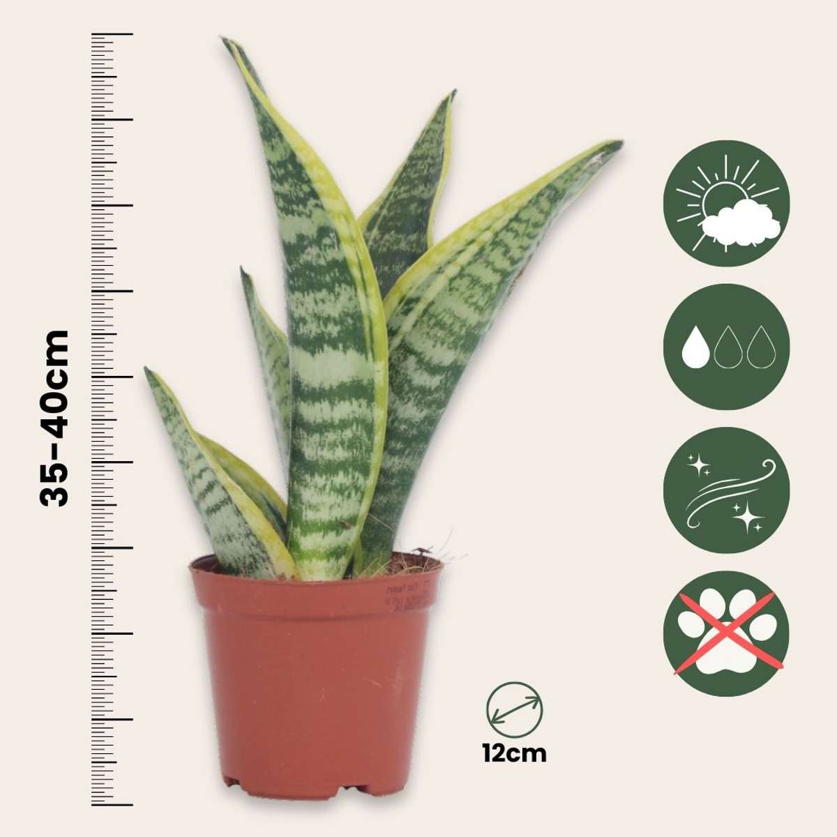Sanseviera Futura Superba Snake plant - Height 35-40cm