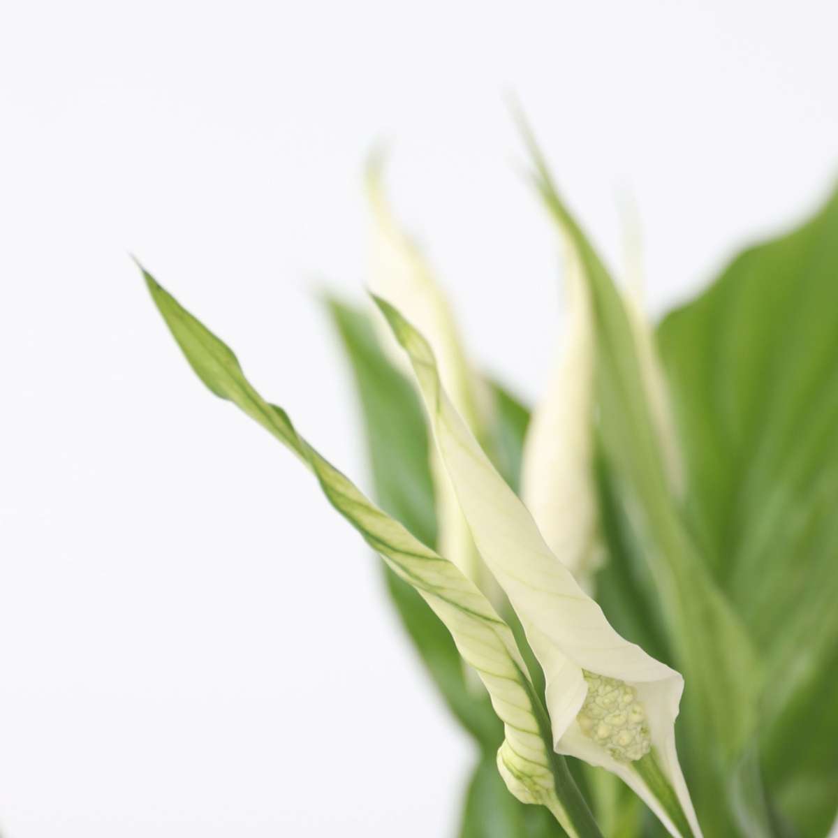Spathiphyllum Torelli Peace Lily Plant - Height 30-45cm