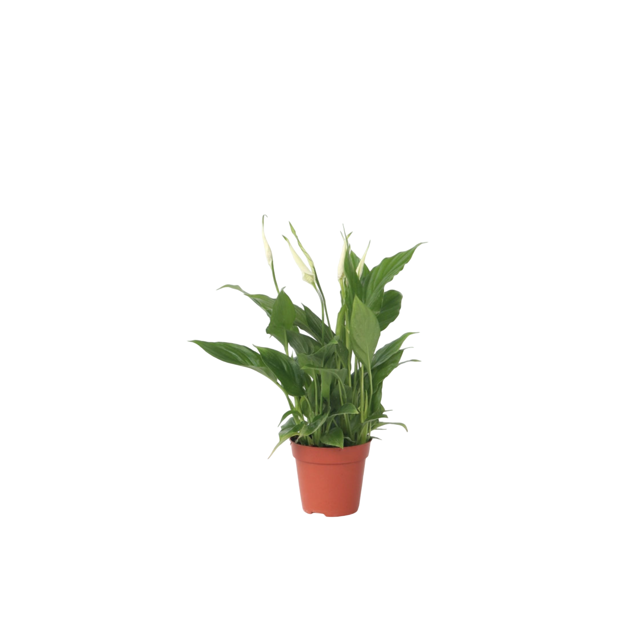 Spathiphyllum Torelli Peace Lily Plant - Height 30-45cm