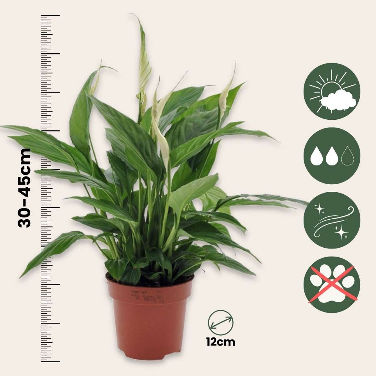 Spathiphyllum Torelli Peace Lily Plant - Height 30-45cm