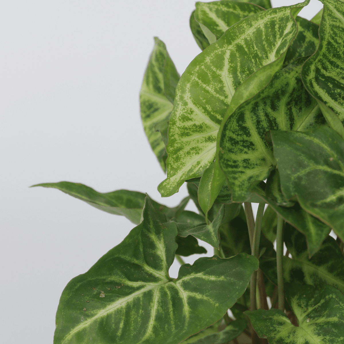 3121122_Closeup_01_SQ_be93df11-6f39-4279-b732-dcc41ec74437