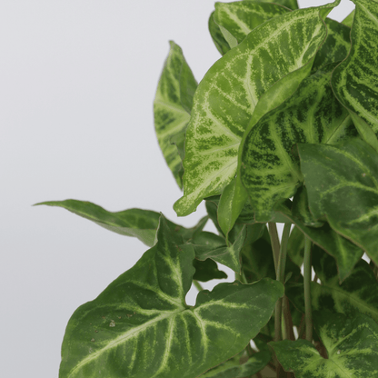 3121123_Closeup_01_SQ_e3009894-b470-40cd-992d-c29d25c953c6