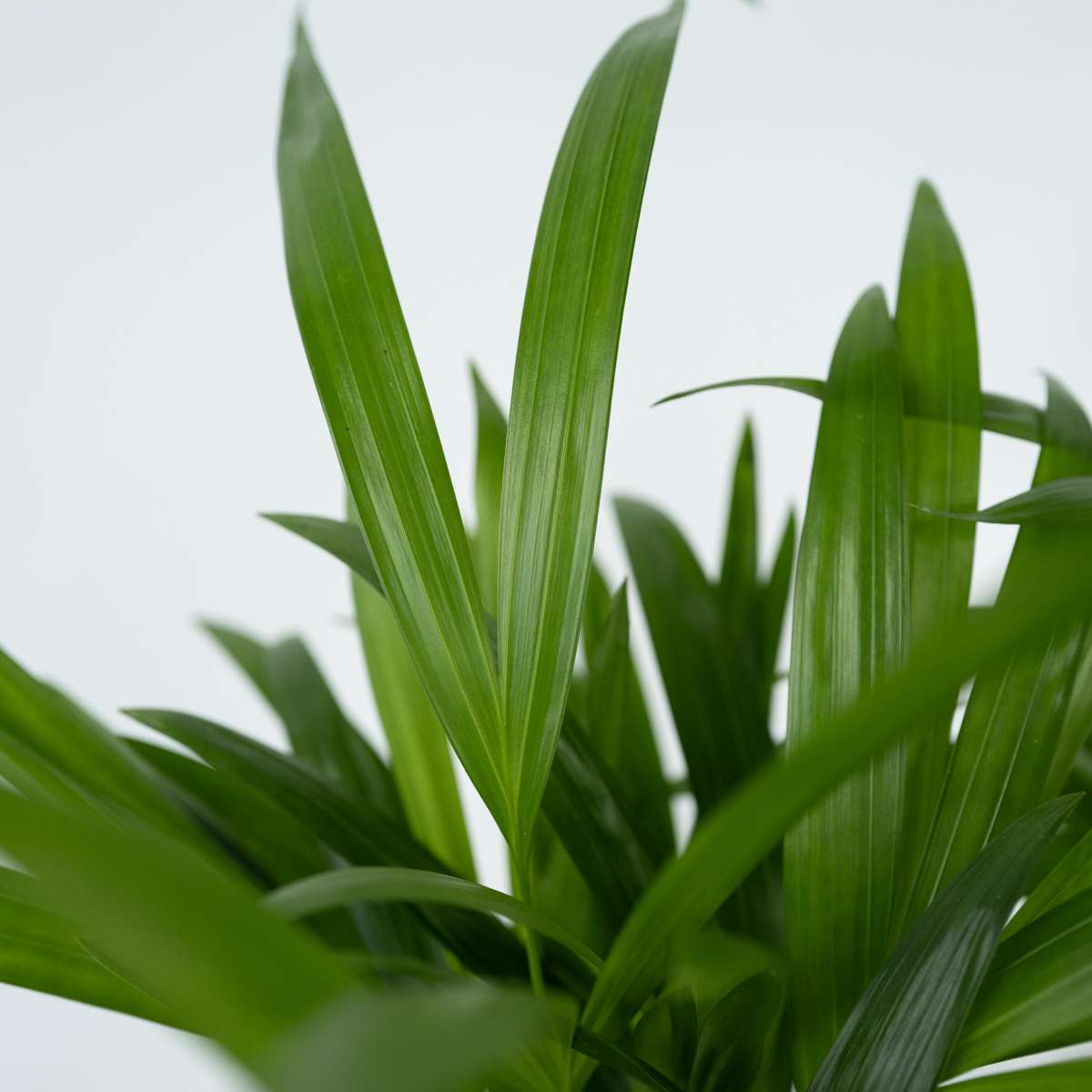 Golden Cane Areca Palm Plant - Dypsis Lutescens - Height 30-45cm