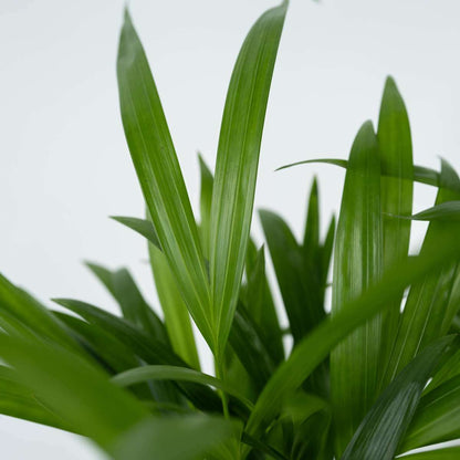 3121701_Closeup_02_SQ