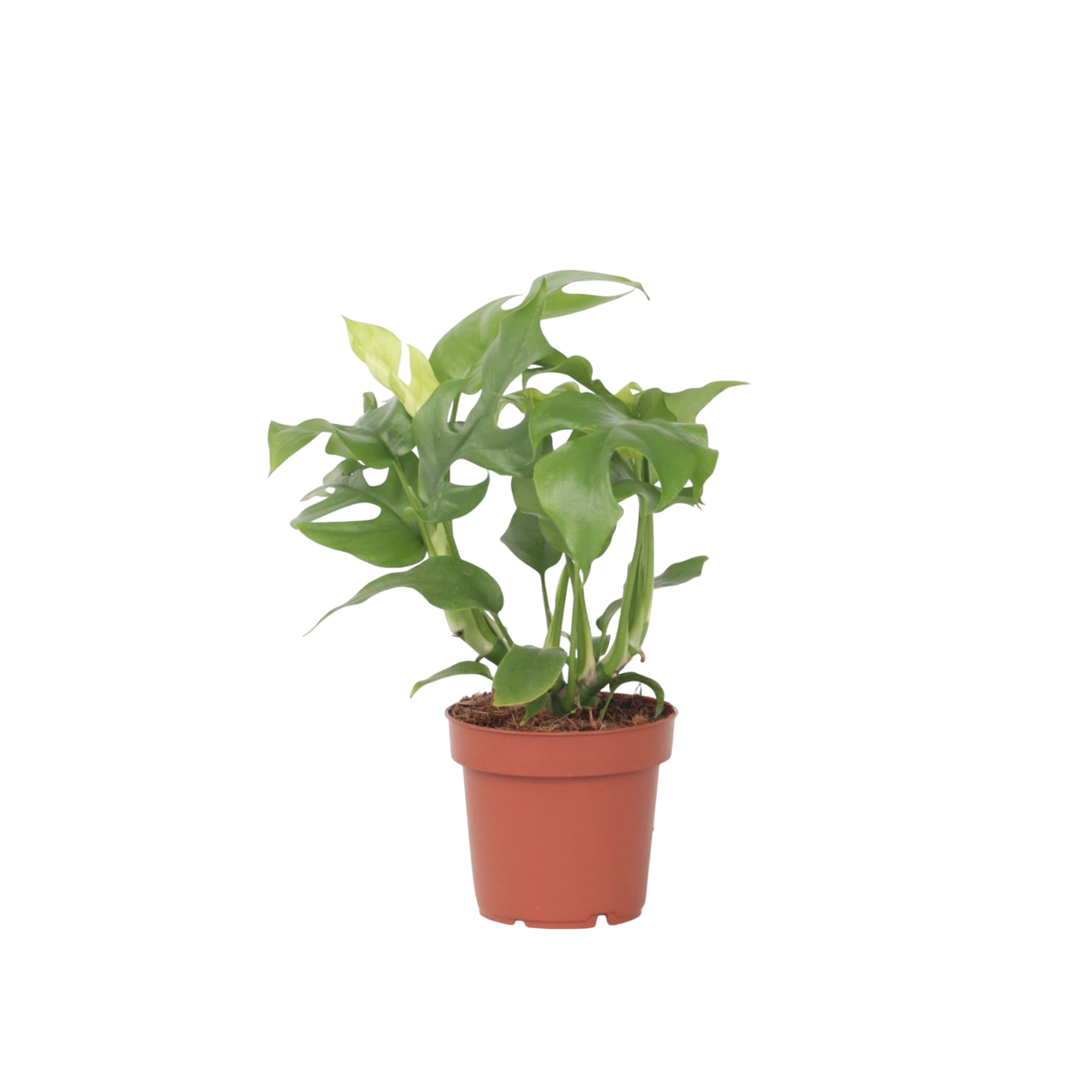 Rhaphidophora Tetrasperma Monstera Minima Houseplant - Height 20-30cm