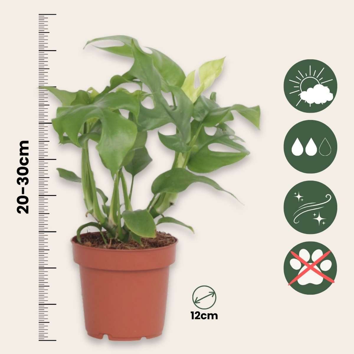 Rhaphidophora Tetrasperma Monstera Minima Houseplant - Height 20-30cm