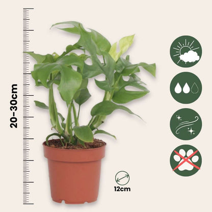 Rhaphidophora Tetrasperma Monstera Minima Houseplant - Height 20-30cm