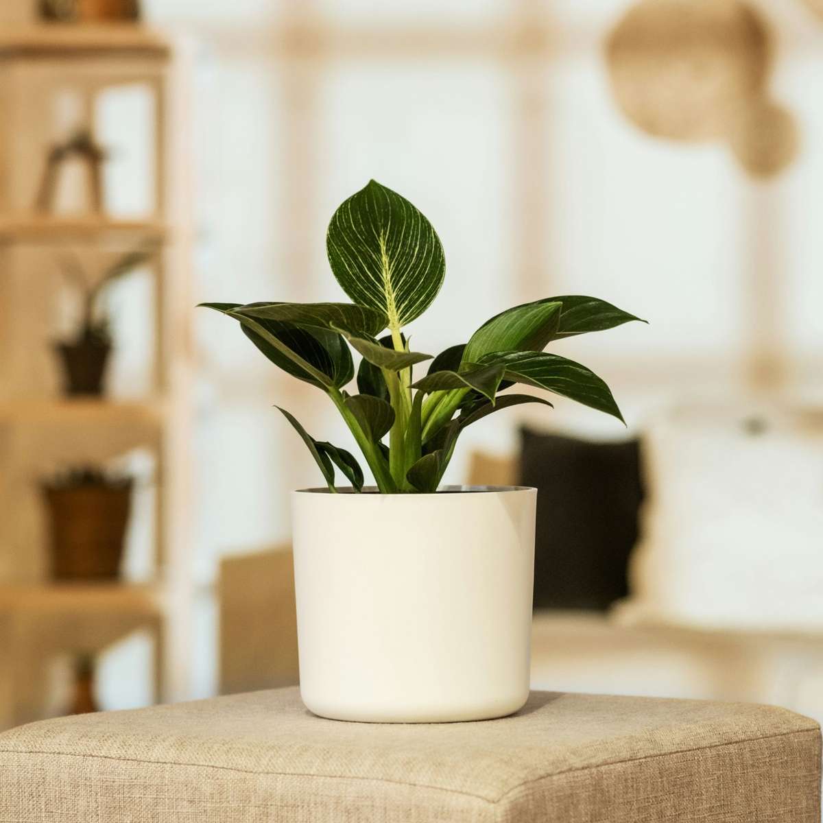 Philodendron 'White Wave' Houseplant Sweetheart Plant - Height 25-40cm