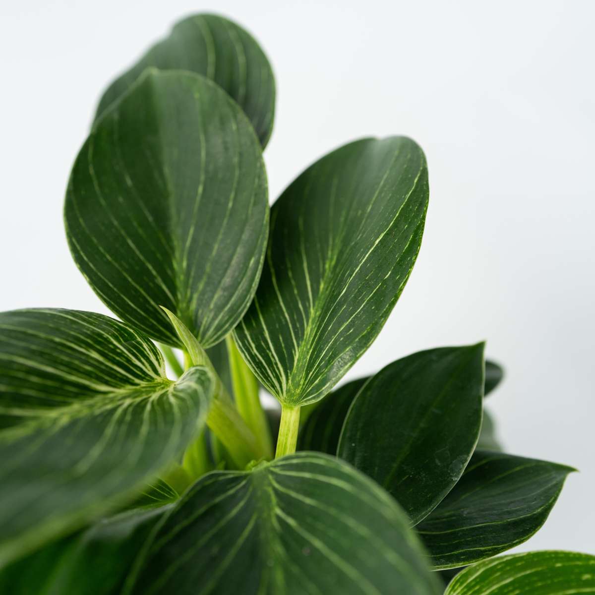 Philodendron 'White Wave' Houseplant Sweetheart Plant - Height 25-40cm